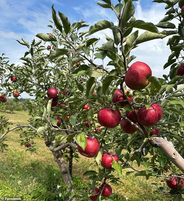 Ohio Orchards Go Viral After Catching Family in $300 Apple-Smuggling Attempt, Sparking Outrage and Humor
