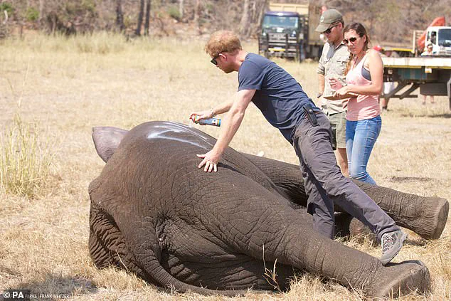 Chad Ends Partnership with African Parks, Accusing Charity of Neocolonialism and Prioritizing Politics Over Conservation