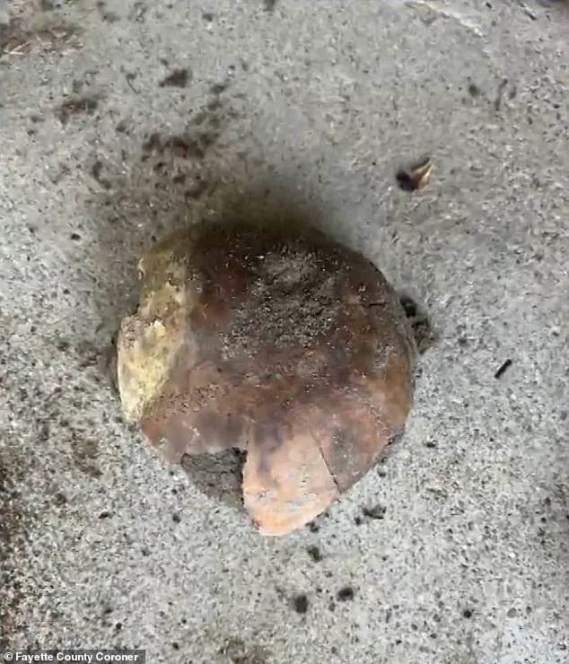 4,270-Year-Old Human Skull Unearthed in Indiana, Prompting Immediate Archaeological and Legal Investigations