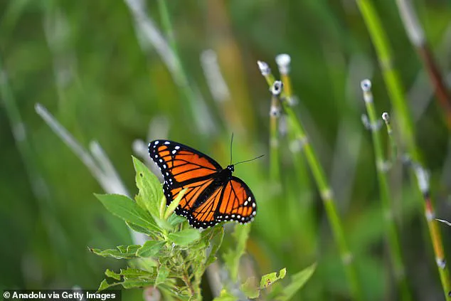 Burlington Resident's Naturalized Garden Ignites Debate on Personal Freedom and Municipal Regulations
