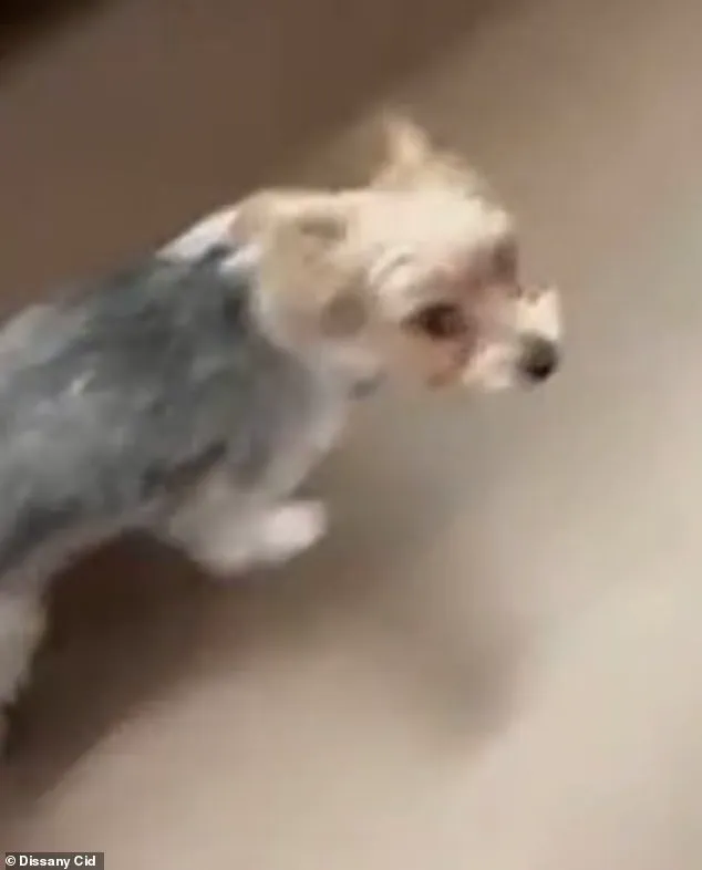 Tragic Death of Dog Spookie Sparks Debate Over Social Media Trends and Public Safety