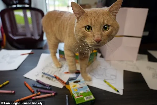 San Diego Humane Society Hosts Unique Graduation Ceremony for Coyote-Attack Survivor Cat Kyle After Six-Month Quarantine