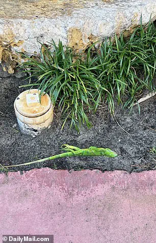 South Florida's Cold Snap Leaves Iguanas in Torpor, Highlighting Vulnerability of Invasive Species to Sudden Weather Shifts