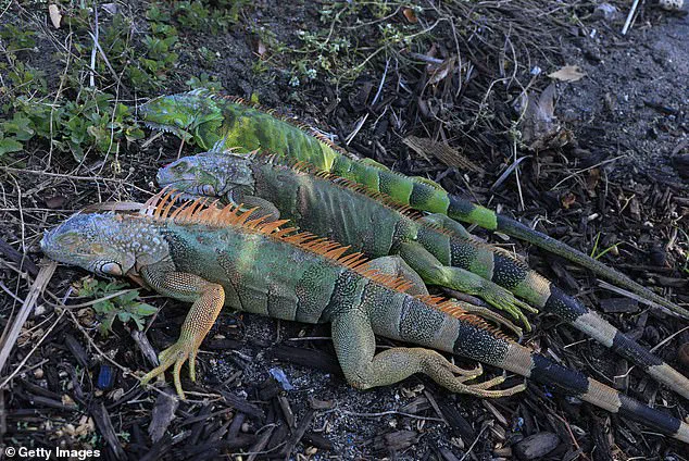 South Florida's Cold Snap Leaves Iguanas in Torpor, Highlighting Vulnerability of Invasive Species to Sudden Weather Shifts