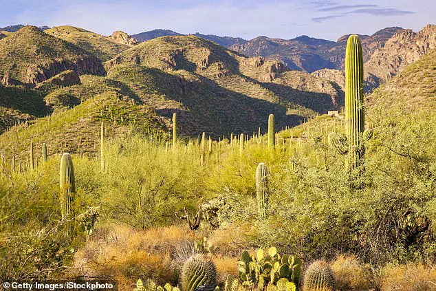 High-Stakes Search for Nancy Guthrie Intensifies in Rugged Catalina Foothills Amid Perilous Conditions