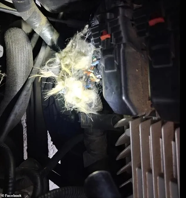 Rodent Invasion Devastates University of Arkansas Student's SUV, Creates Unprecedented Insurance Dilemma