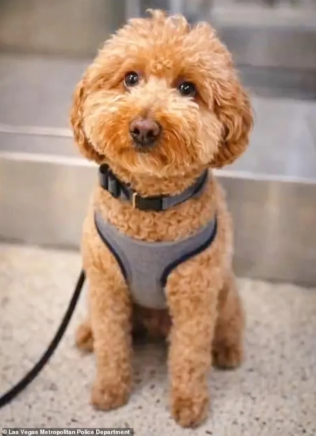 Cold-Hearted Woman Abandoned Puppy at Las Vegas Airport After Being Denied Boarding Over Service Animal Documentation