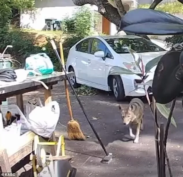 A Toddler's Brush with Danger: The Unexpected Coyote Encounter in Suburban Pasadena