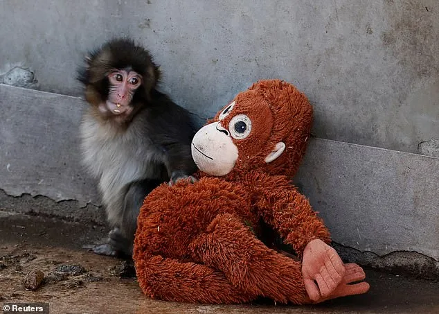 Punch the Macaque: A Viral Journey from Abandonment to Global Sensation