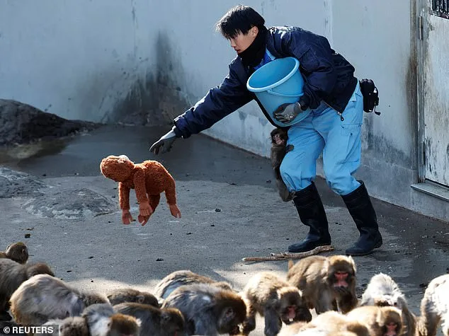 Punch the Macaque: A Viral Journey from Abandonment to Global Sensation
