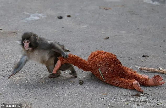 Punch the Macaque: A Viral Journey from Abandonment to Global Sensation