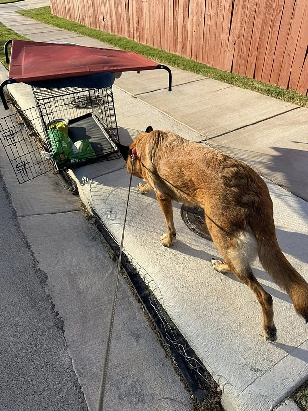 German Shepherd Abandoned in 90-Degree Austin Heat Rescued After Hours of Suffering