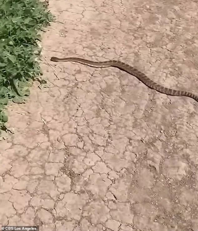 14-Year-Old California Girl Survives Critical Rattlesnake Bite During Mountain Bike Trip