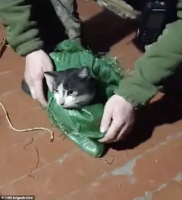 Ukrainian Drone Rescues Dog and Cat in Eight-Mile Frontline Mission