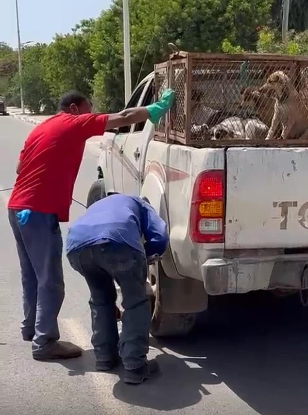 Moroccan officials accused of mass dog shootings ahead of 2030 World Cup