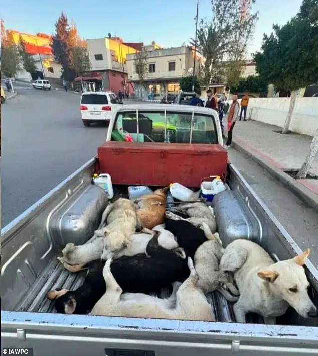Moroccan officials accused of mass dog shootings ahead of 2030 World Cup