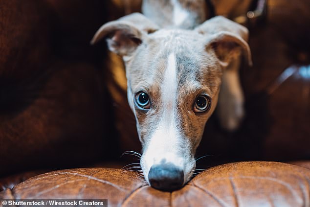 Whippet registrations surge 18% to secure 11th spot in UK breed rankings.