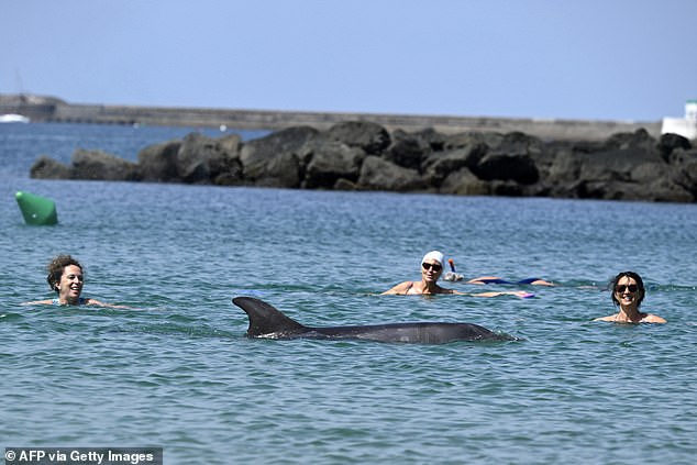 Dolphin swims near French beach as scientists warn of danger.