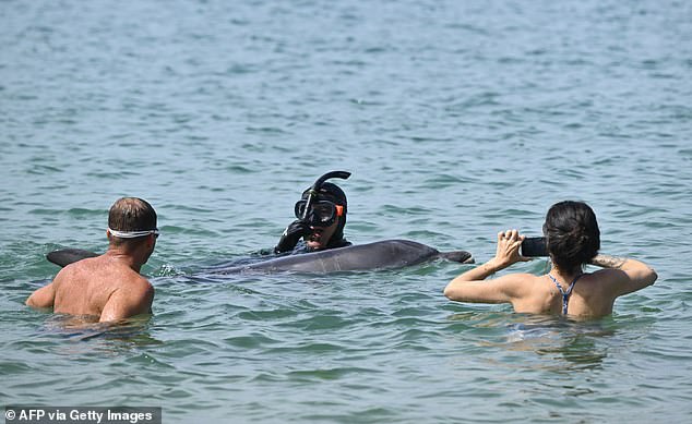 Dolphin swims near French beach as scientists warn of danger.