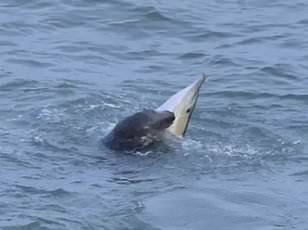 Dolphin swims near French beach as scientists warn of danger.