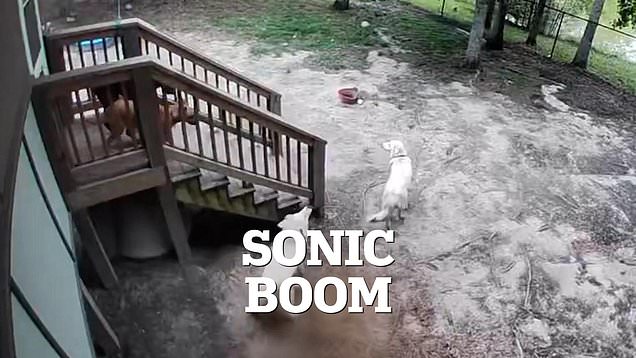 Mysterious Sonic Boom Shakes East Coast, Sending Pets Fleeing